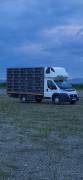 Vând autoutilitare transport porumbei 