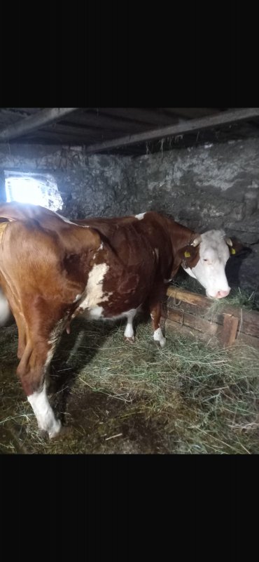 Vand vaca bltata austriaca