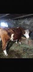 Vand vaca bltata austriaca