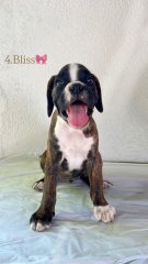 Vând pui de boxer, un mascul și două femele 