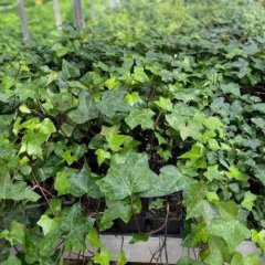Iedera helix gard viu vesnic verde -100 buc