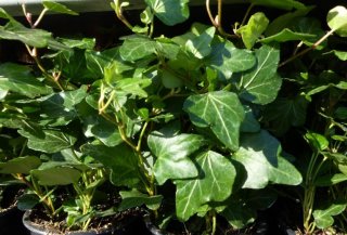 Iedera helix gard viu vesnic verde -100 buc