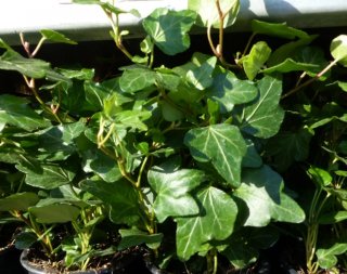 Iedera helix gard viu vesnic verde -100 buc