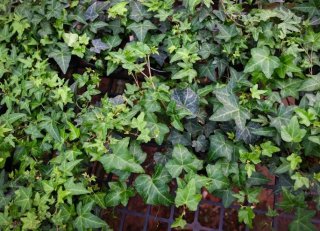 Iedera helix gard viu vesnic verde -100 buc