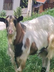 2 tapi de vanzare in Sighisoara