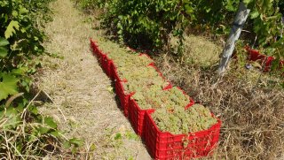 Struguri de Vin Premium  Productie 2025 - Calitate