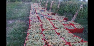 Struguri de Vin Premium  Productie 2025 - Calitate
