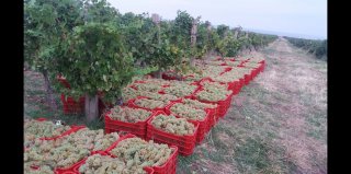 Struguri de Vin Premium  Productie 2025 - Calitate