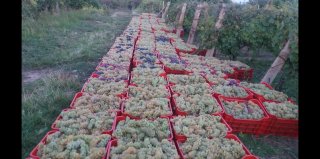 Struguri de Vin Premium  Productie 2025 - Calitate