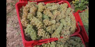 Struguri de Vin Premium  Productie 2025 - Calitate