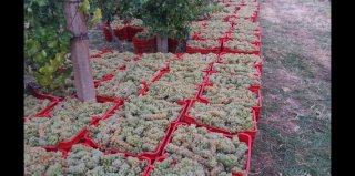 Struguri de Vin Premium  Productie 2025 - Calitate