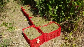 Struguri de Vin Premium  Productie 2025 - Calitate