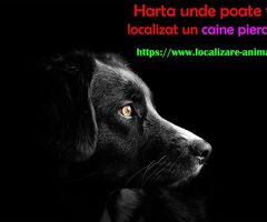 Localizeaza pisica pierduta sau un caine gasit pe harta nationala cu animale