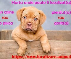 Localizeaza pisica pierduta sau un caine gasit pe harta nationala cu animale - 2